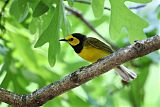 Hooded Warbler